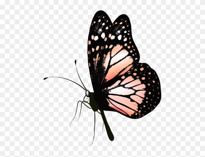 Butterfly Png Picture Clipart - Realistic Butterfly Clip Art #399223