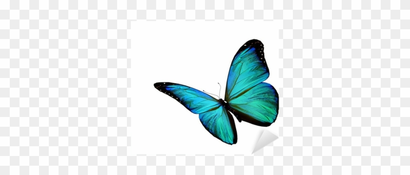 Turquoise Butterfly Flying, Isolated On White Background - Mariposa Volando Fondo Blanco #399227
