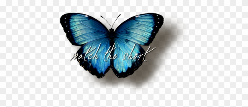 Now Pic Of Butterfly Png Images Transparent Free Download - Blue Butterfly #399228