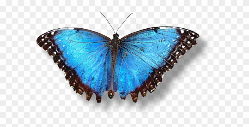 Blue Butterfly Transparent Background Wwwimgkidcom - Hd Butterfly White Background #399235