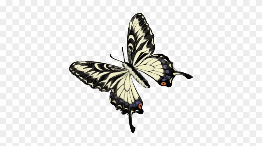 201601 Swallowtail Butterfly - Butterflies Png #399241