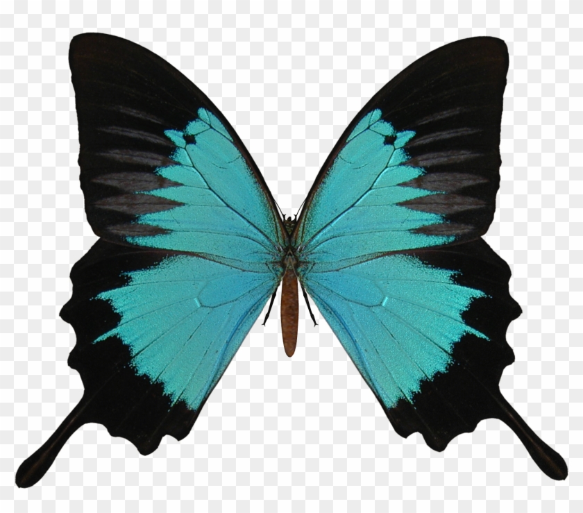 Black And Cyan Butterfly Png - Masaoms Custom Rings . Gold Bands. Yellow Gold Ring, #399255