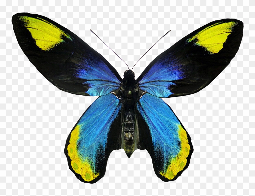 Ornithoptera Victoriae Regis Butterfly Transparent - Butterflies Transparent Background #399257