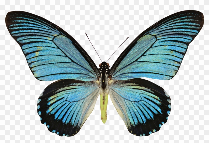 Swallowtail Butterfly Histories Papilio Zalmoxis Papilio - Swallowtail Butterfly Histories Papilio Zalmoxis Papilio #399339