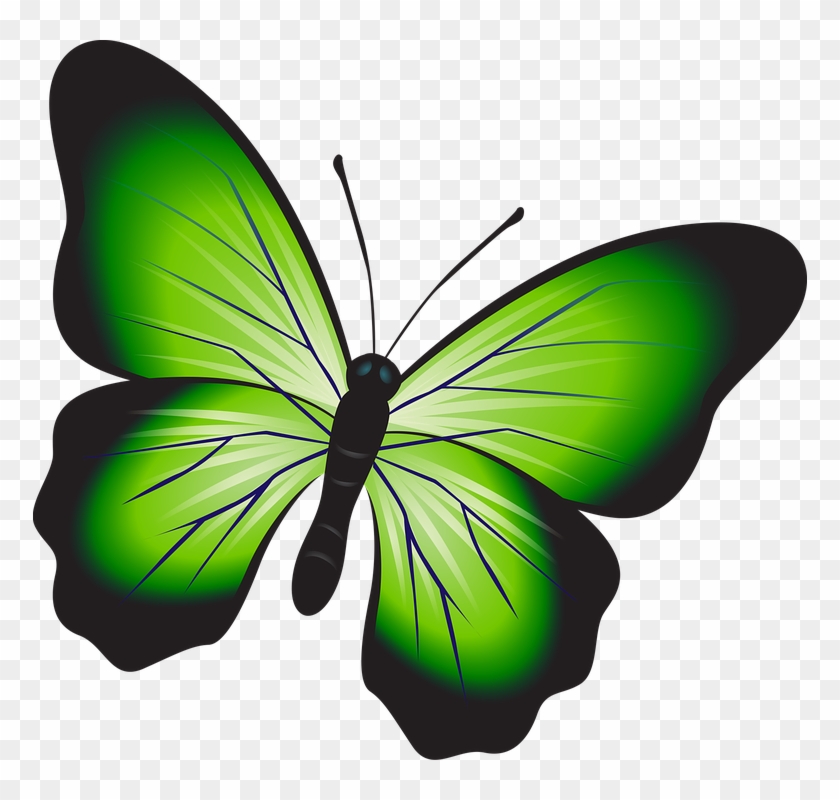 Butterfly, Colorful, Green, Insect, Decoration, Decor - Sketsa Kupu Kupu Berwarna #399336