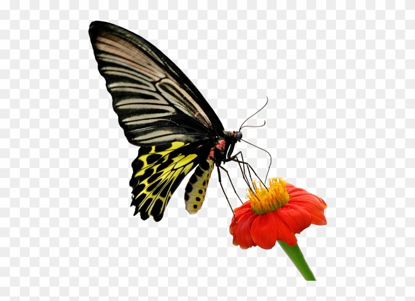 Butterfly Moth Life Thought Love - Butterfly Moth Life Thought Love #399375