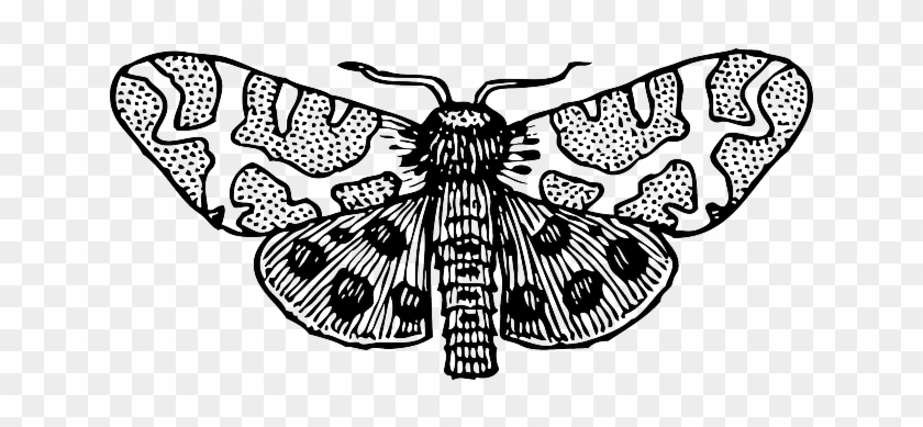 Cartoon, Bug, Wings, Insect, Moth, Moths, Top - Moth Clipart Black And White #399374
