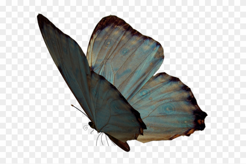 Butterfly Nymphalidae Papillon Dog Moth Lycaenidae - Butterfly Nymphalidae Papillon Dog Moth Lycaenidae #399422
