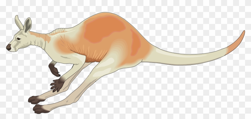 Red Kangaroo Koala Jumping Clip Art - Red Kangaroo Koala Jumping Clip Art #399447