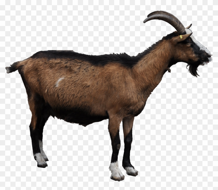 Goat Png - Goat Png #399403