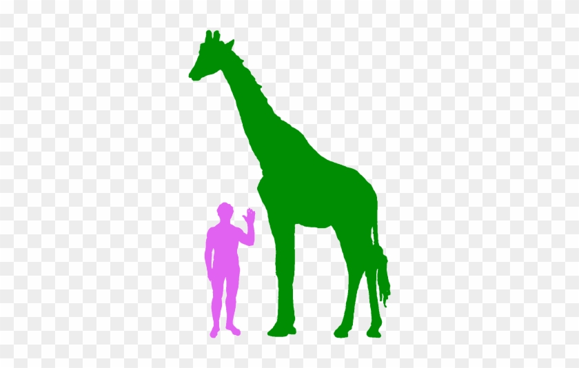 Giraffe And Human - Giraffe Compared To Human #399416
