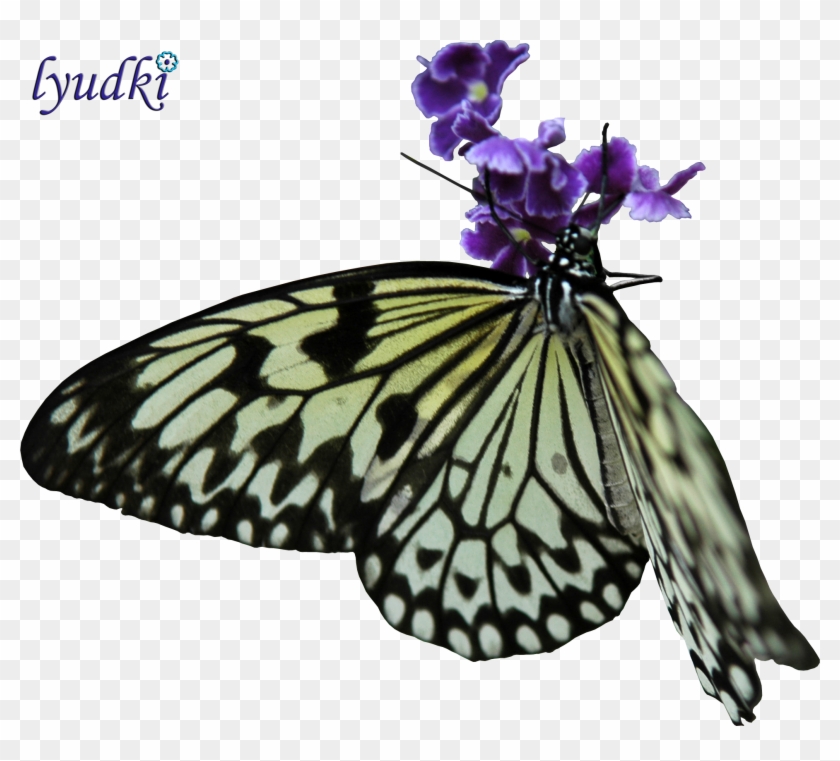 Monarch Butterfly Pieridae Moth - Butterfly #399426