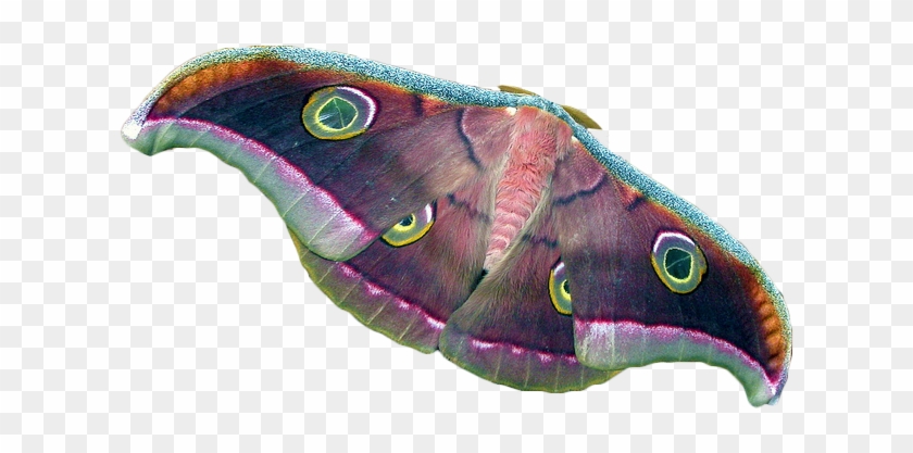 Transparent Tussore Silk Moth - Transparent Moth #399429