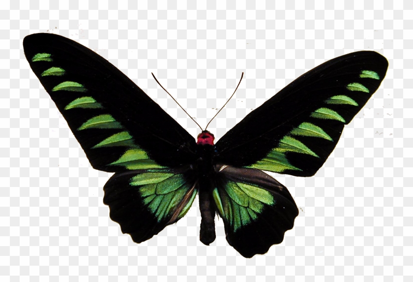 Butterflies And Moths 1 2 3 4 5 - Rajah Brooke's Birdwing #399433