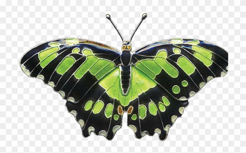 Butterflies & Moths - Butterflies & Moths #399440