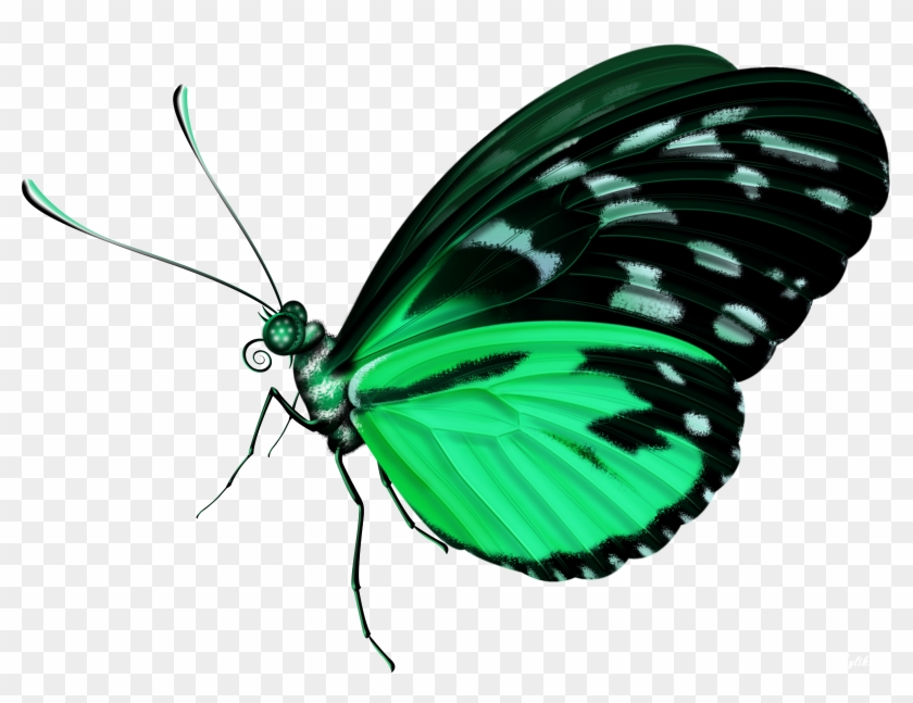 Butterfly Clip Art - Butterfly Clip Art #399498