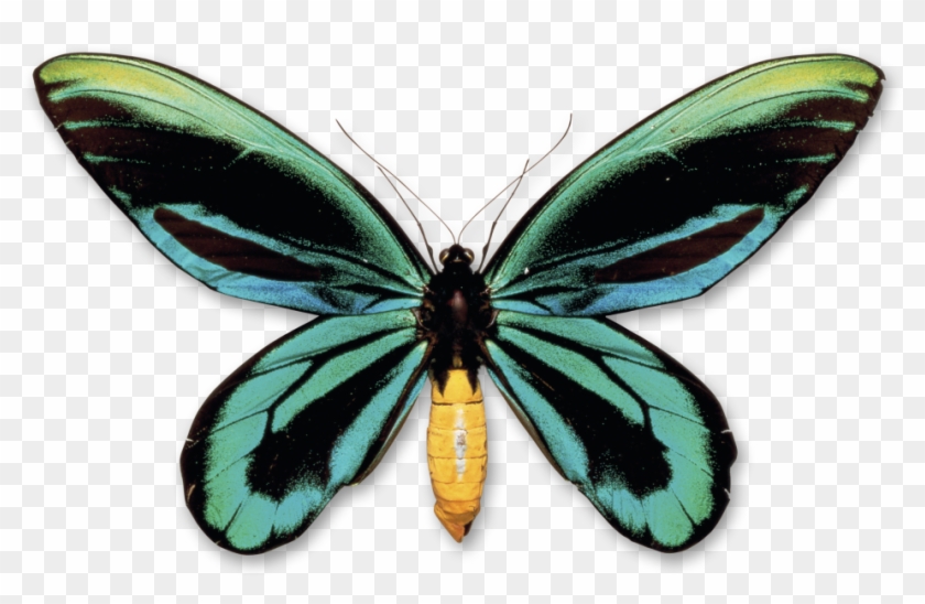 Queen Alexandra Birdwing Butterfly #399500