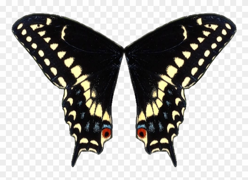 Swallowtail Butterfly Black Swallowtail Wing - Swallowtail Butterfly Black Swallowtail Wing #399535