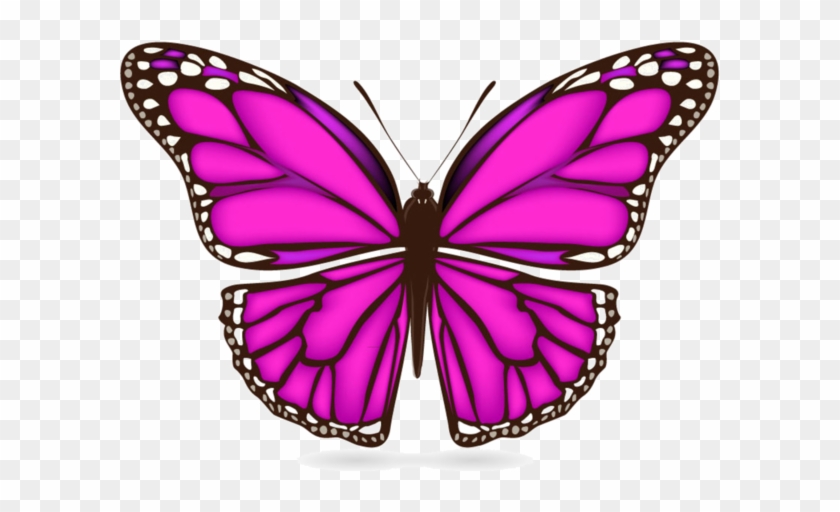 Butterflies°• - ‿✿⁀ - Papillon Clipart #399867