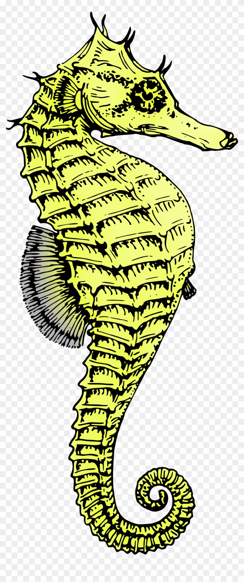 Seahorse Png #399897