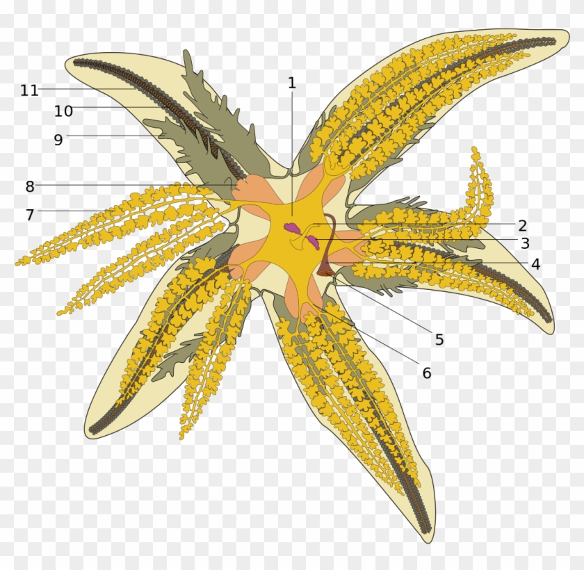 Starfish Drawing Cliparts 11, - Asterias Rubens Anatomy #400028