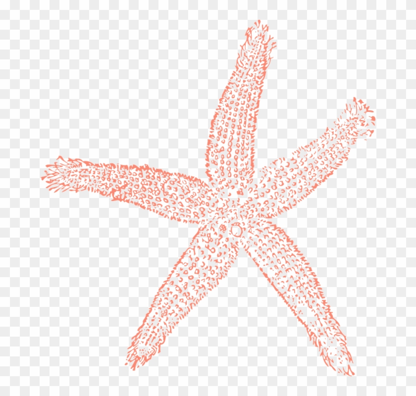 Free Starfish Clipart - Coral With A Transparent Background #400032