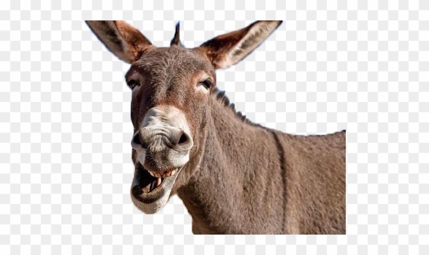 Free - Donkey Transparent Background #400095