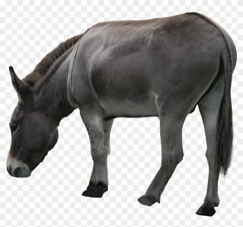 Donkey Png Clipart - Осел Без Фона #400109