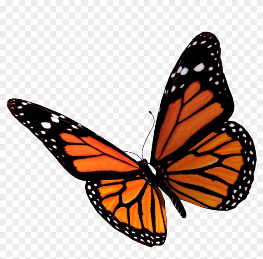 Butterfly Computer Icons Clip Art - Butterfly Png #400199