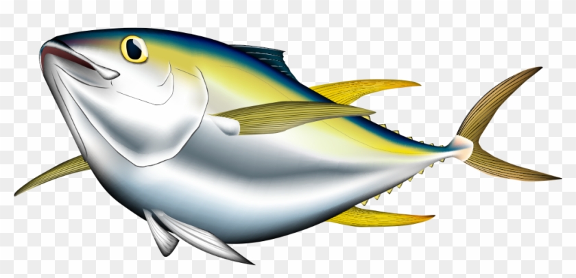 Bigeye Tuna Albacore Pacific Bluefin Tuna Yellowfin - Bigeye Tuna Albacore Pacific Bluefin Tuna Yellowfin #400914