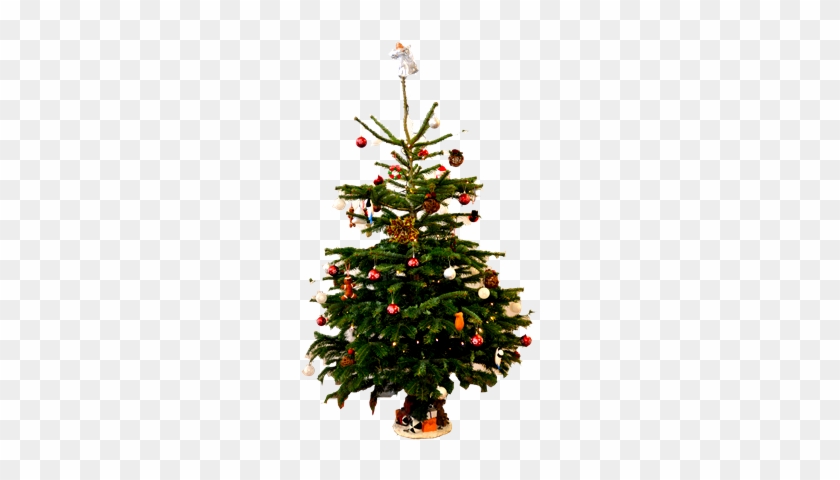 Christmas Tree Donation - Christmas Tree #400952