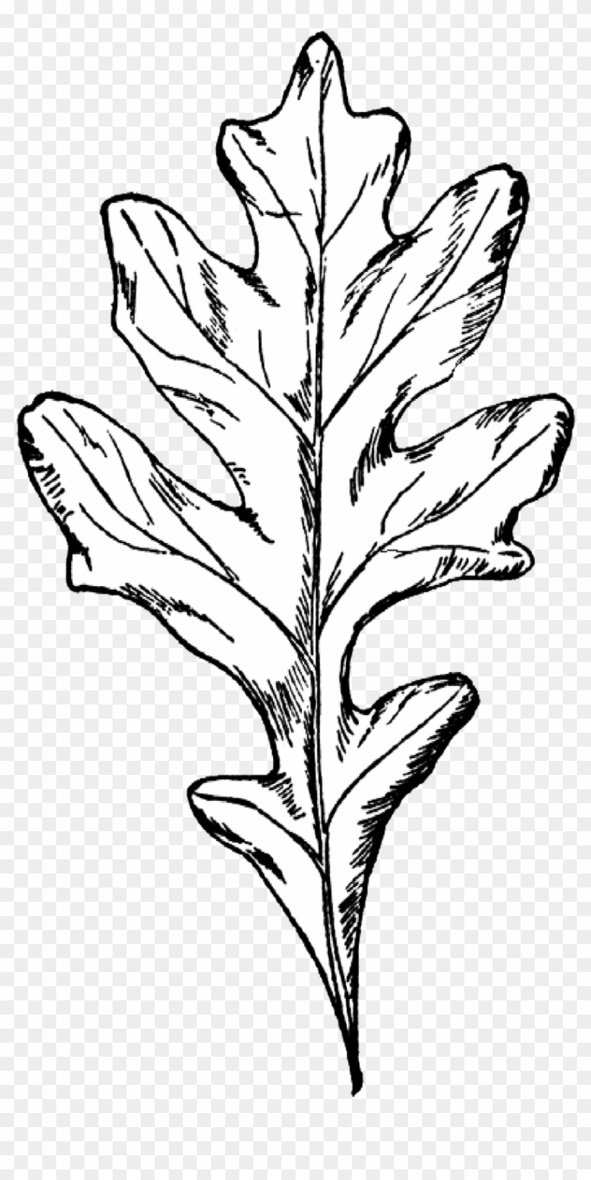 Drawn Foliage Red Oak Leaf - White Oak Leaf Clip Art #401350