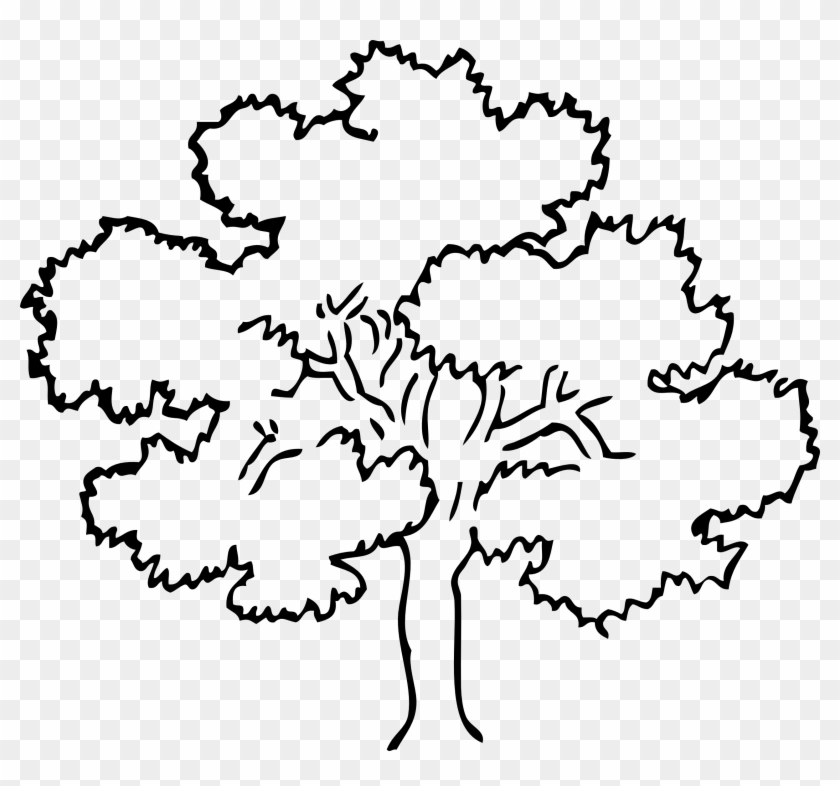 Oak Tree Black White Line Art Coloring Book Colouring - Tree Black And White #401367