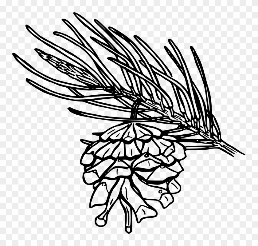 Tree Drawing Outline 22, Buy Clip Art - Pine Leaf Coloring Pages #401375