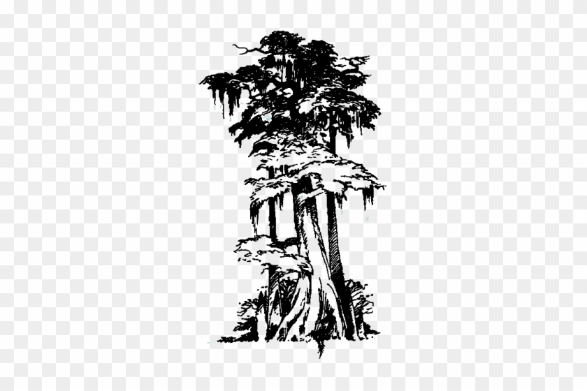 Drawn Tree Cypress Tree - Louisiana Cypress Tree Drawing #401381