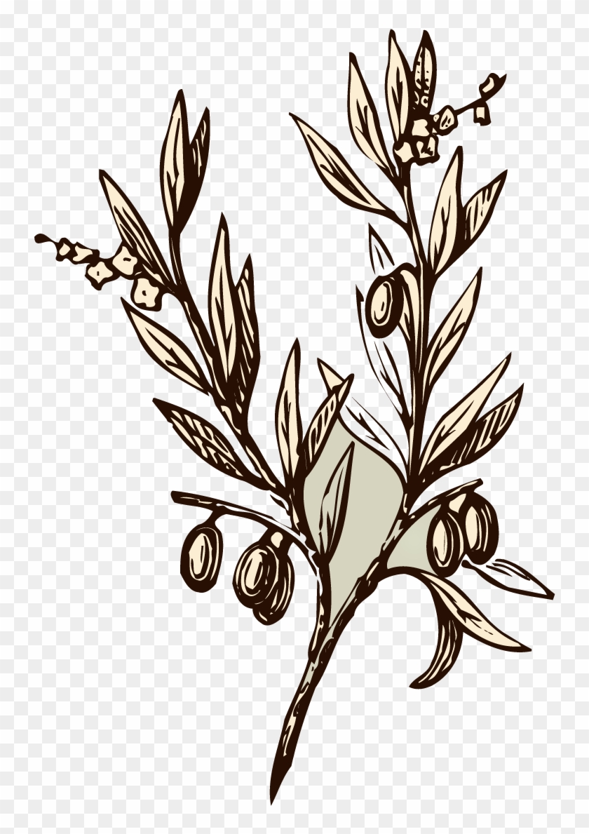 Almond Line Drawing - Olive Branch Drawings #401399