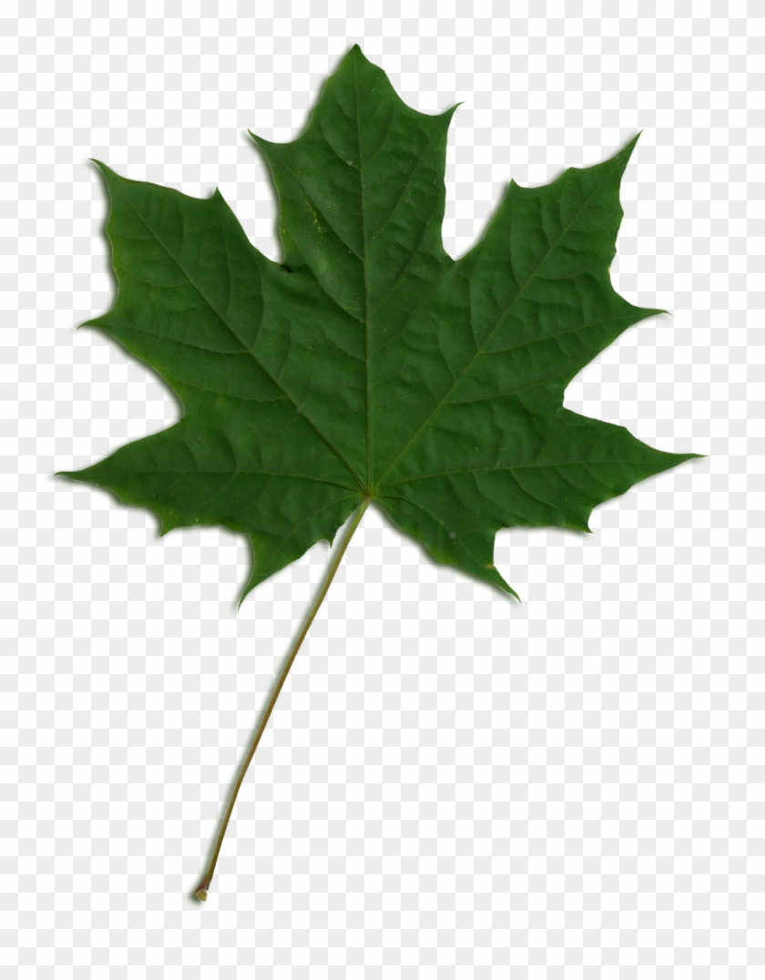 Sycamore Tree Leaf Png Transparent Sycamore Tree Leaf - Green Maple Leaf Png #401484