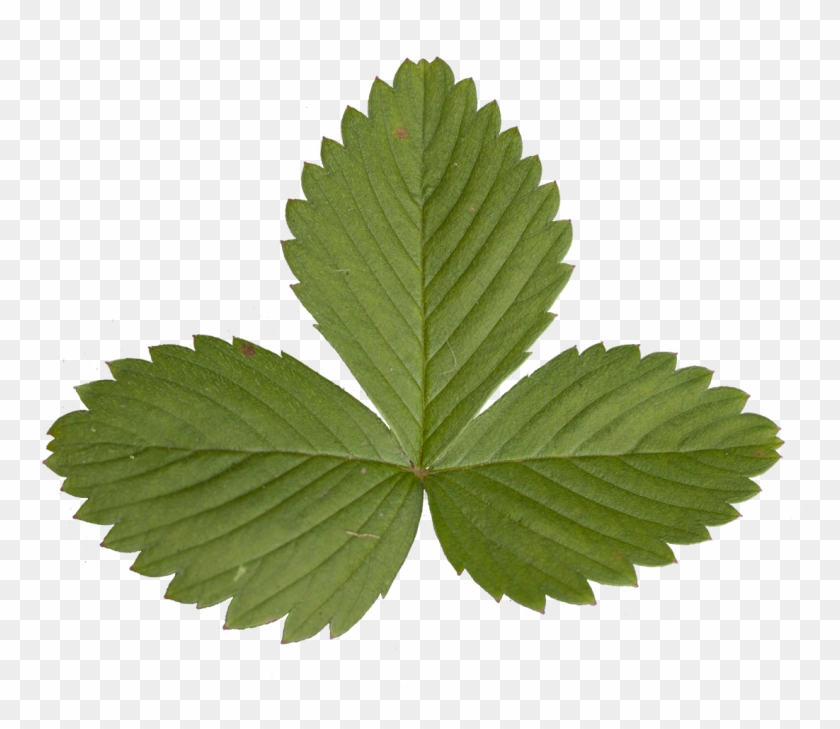 Maple Leaf Clipart Download - Strawberry Leaf Transparent #401488