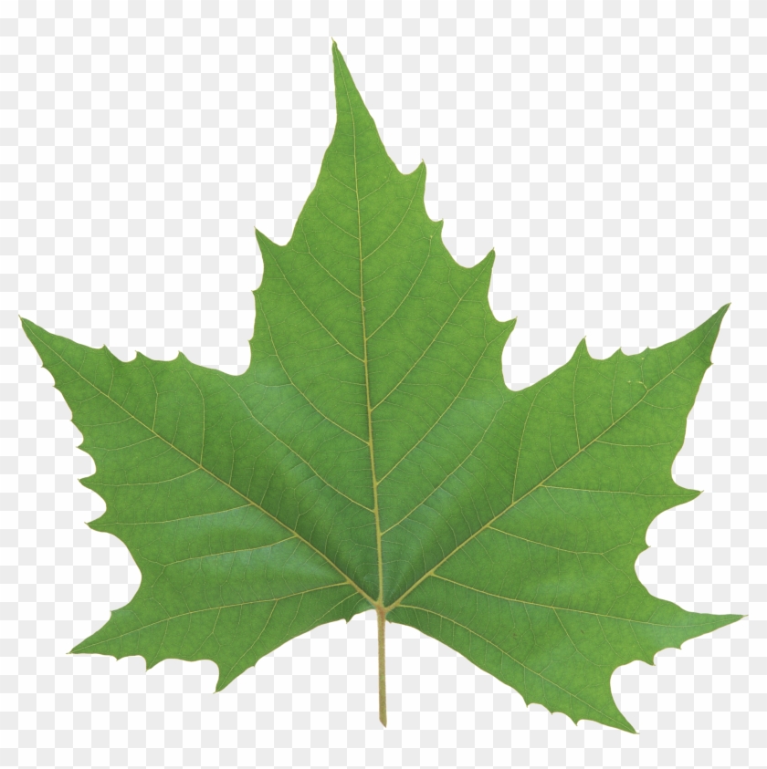 Green Leaf Png - Maple Leaf #401492