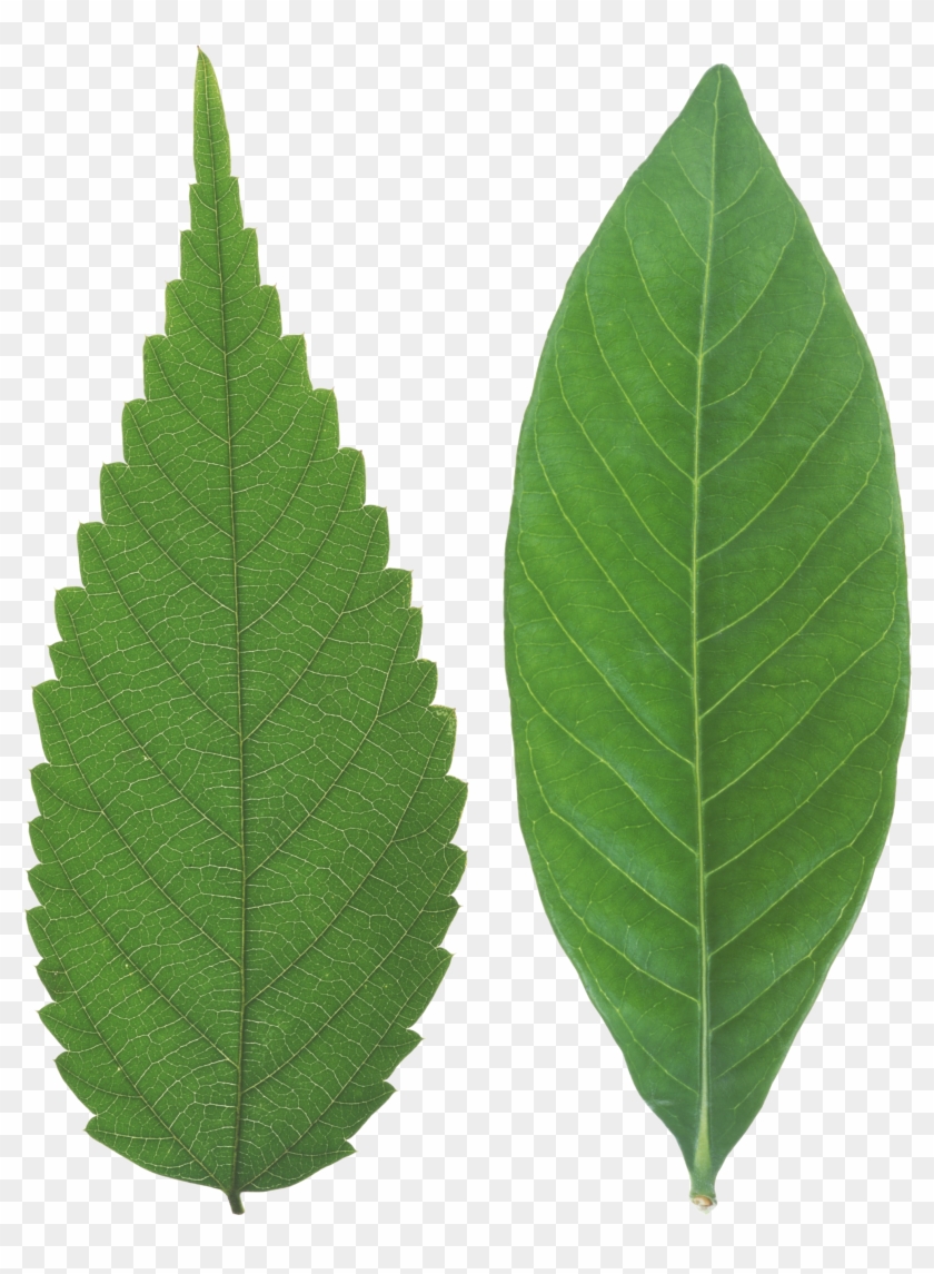 Green Leaf Png - Portable Network Graphics #401530