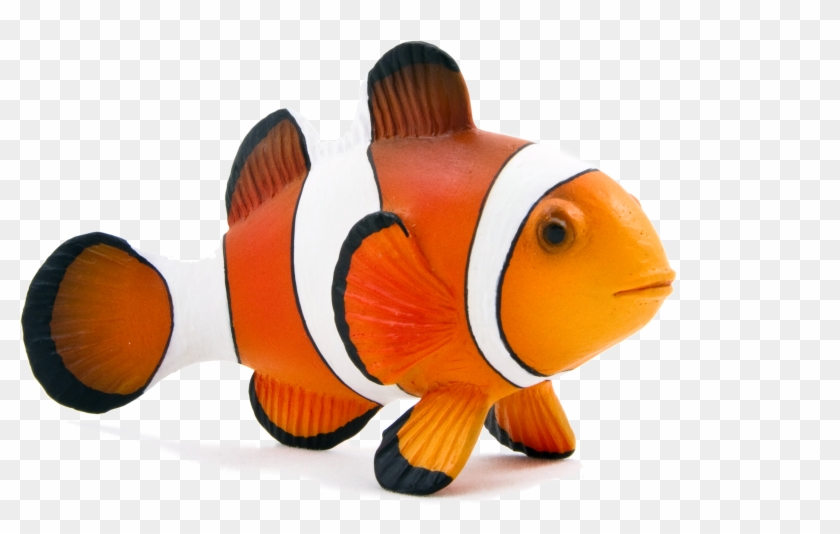 Animal Planet Clown Fish - Animal Planet Clown Fish #401676