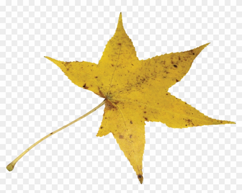 Autumn Leavesclip Art - Maple Leaf #402064