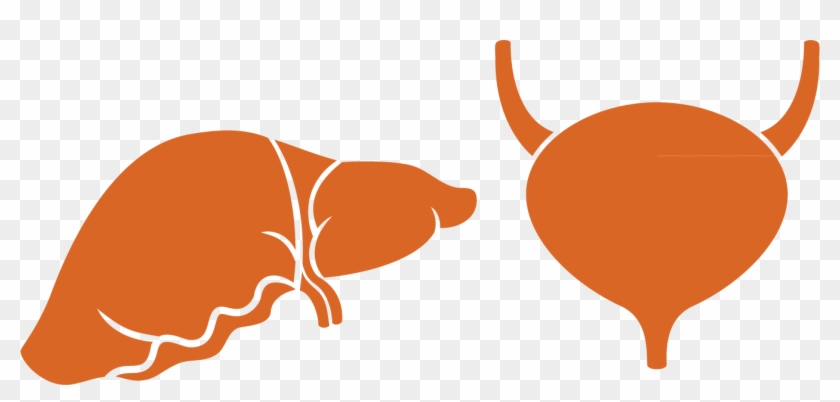 Liver Organ Low-density Lipoprotein Clip Art - Vetor Fígado Png #402876