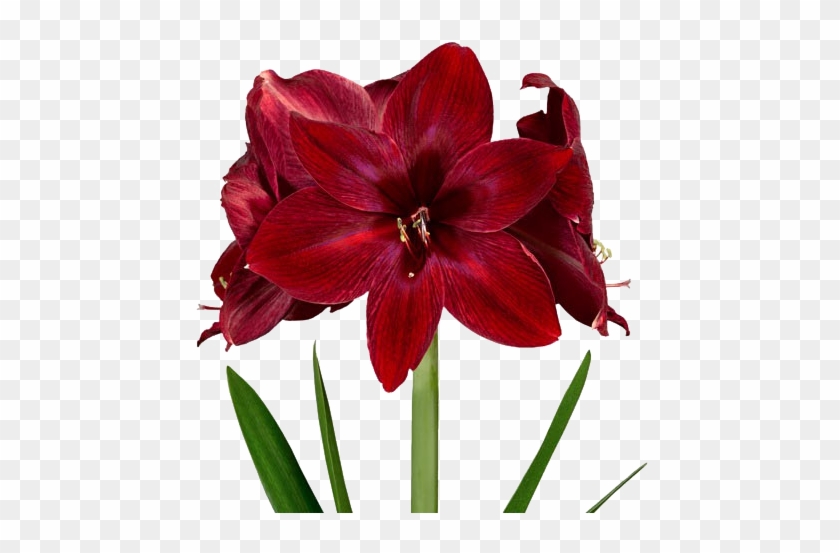 Amarílis Bonfire - Amaryllis #403247