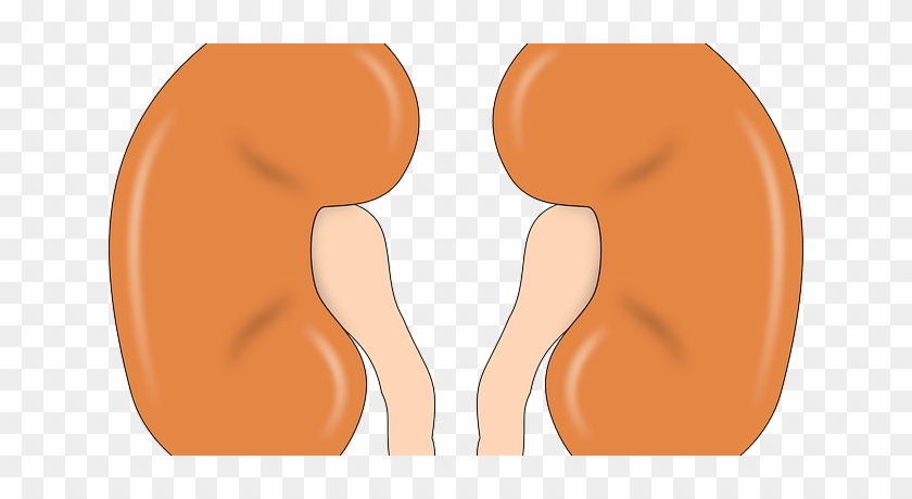 Although, The Survival Rate For Kidney Cancer Is Very - Clip Art Kidney #403669
