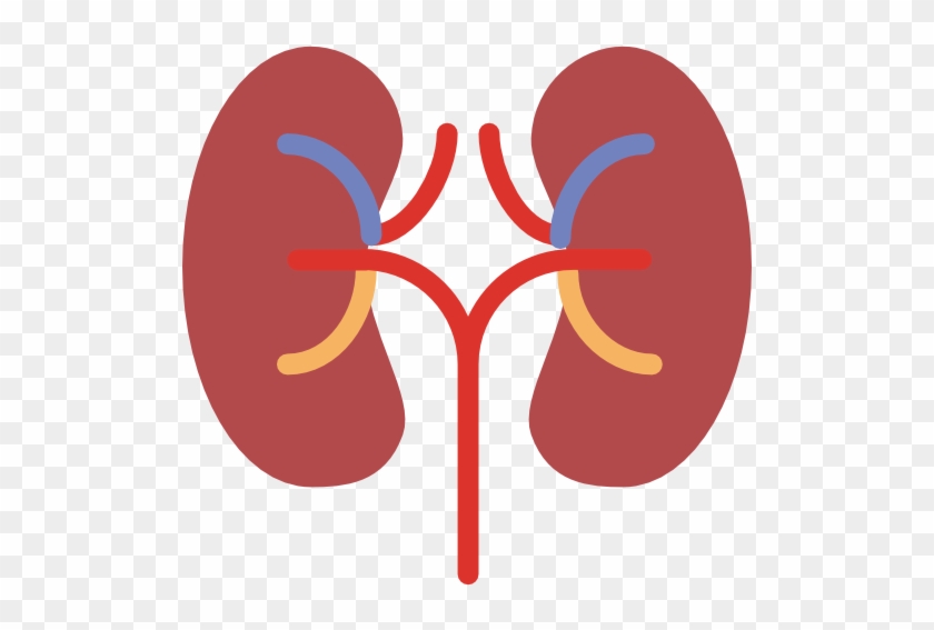 Your Kidneys Help Maintain Blood Pressure, Keep The - Kidney Icon #403725