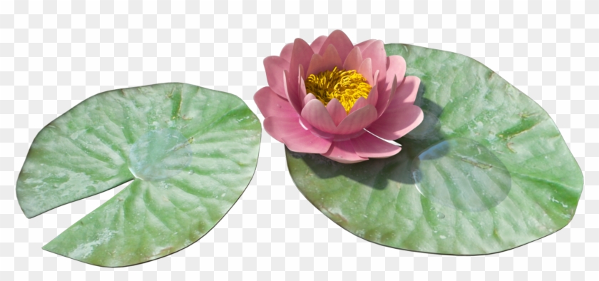 Download Water Lily Free Png Photo Images And Clipart - Water Lily Png #404089