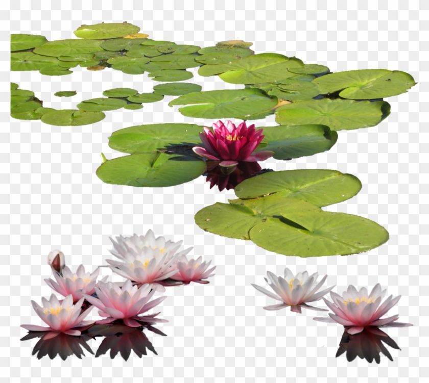 Lily Clipart Aquatic Plant - Water Lily Transparent #404174