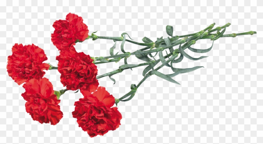 Ohio Carnation Flower Clip Art - Carnations Clipart #404207