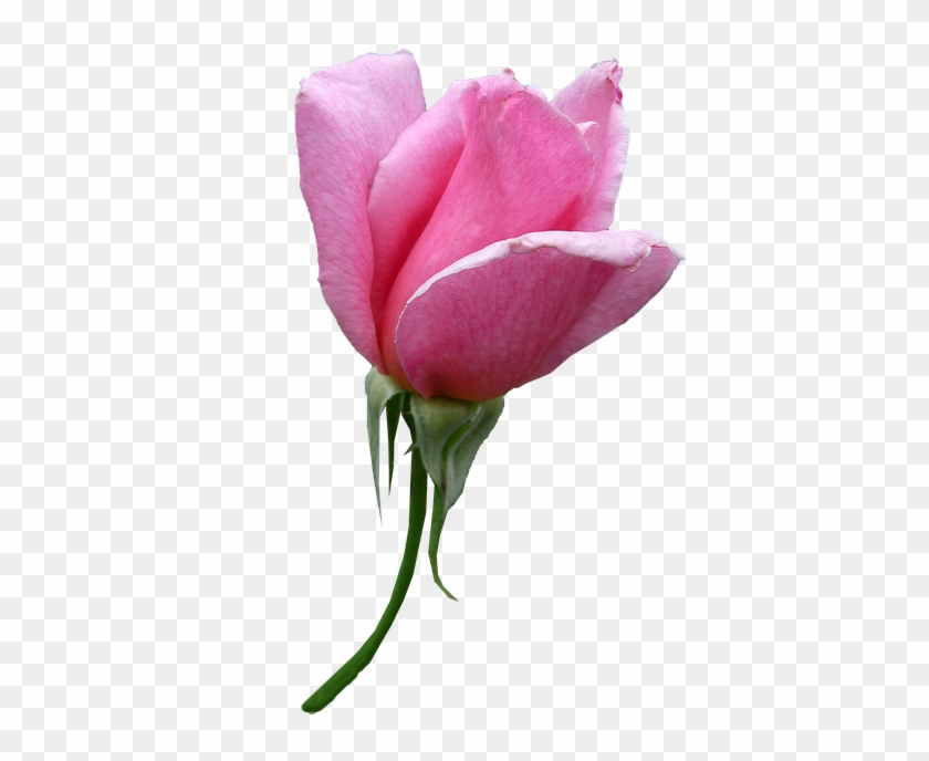 Rose, Bud, Pink, Stem, Flower - Bud #405334